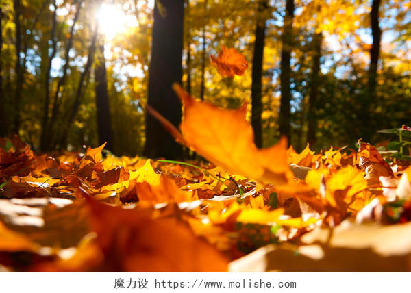 阳光充足的秋天落叶风景图二十四节气24节气立秋秋分